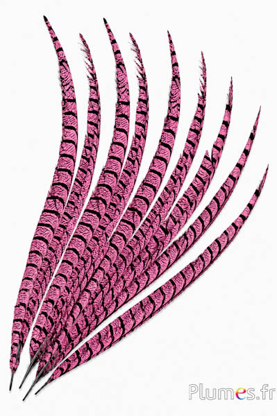 Fagiano Lady Armherst - 75-85 cm - rosa